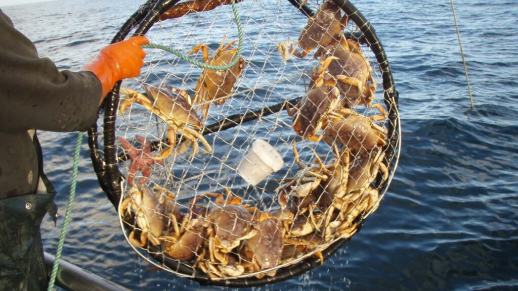 BCCFW: Sustainably caught Dungeness crab